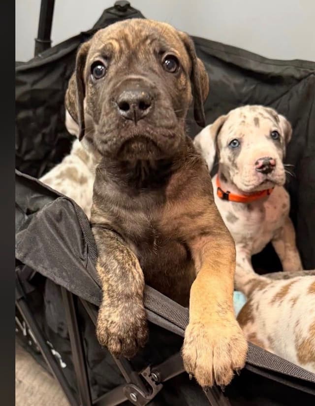 Great Dane Puppies media 3