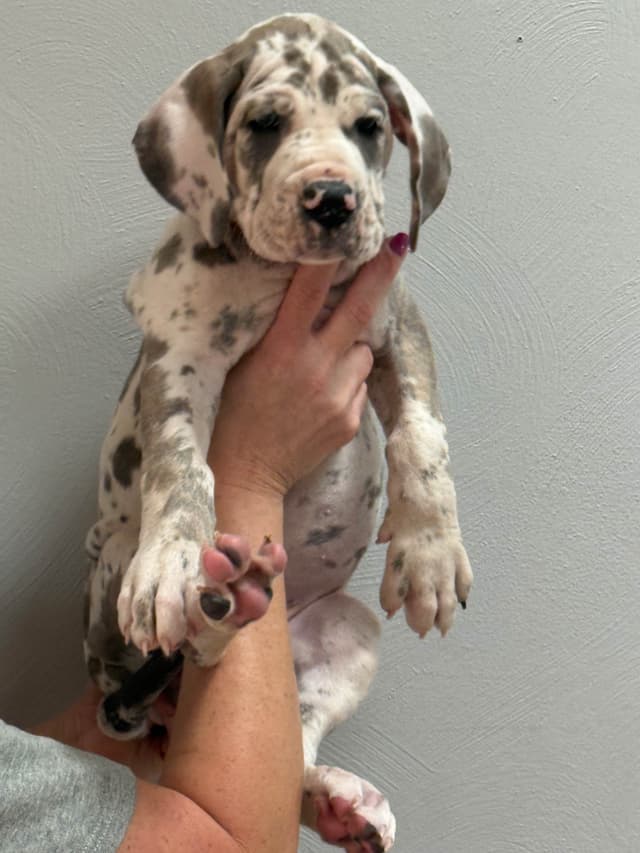 Great Dane Puppies media 4