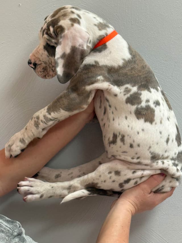 Great Dane Puppies media 5