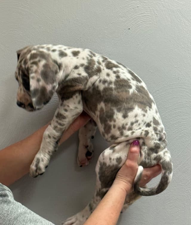 Great Dane Puppies media 7