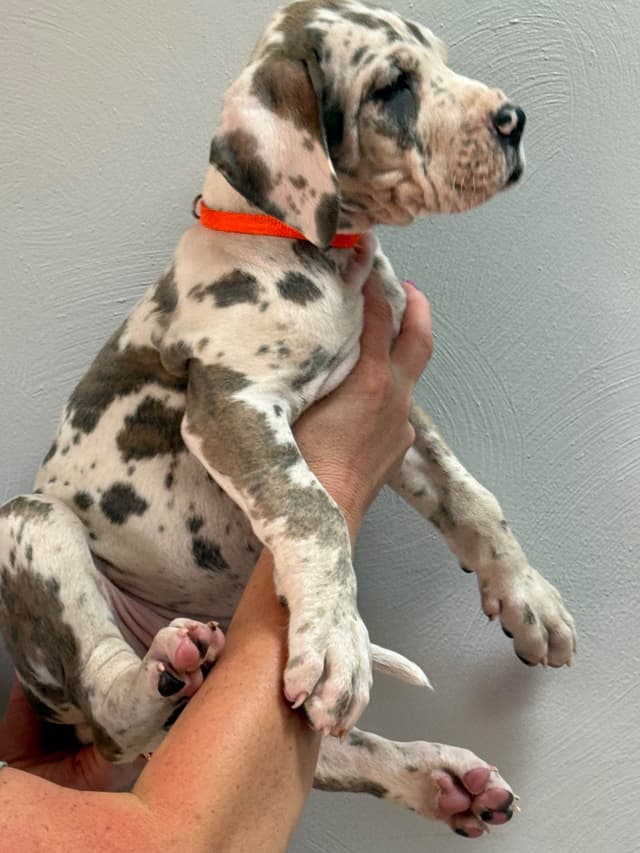 Great Dane Puppies media 9