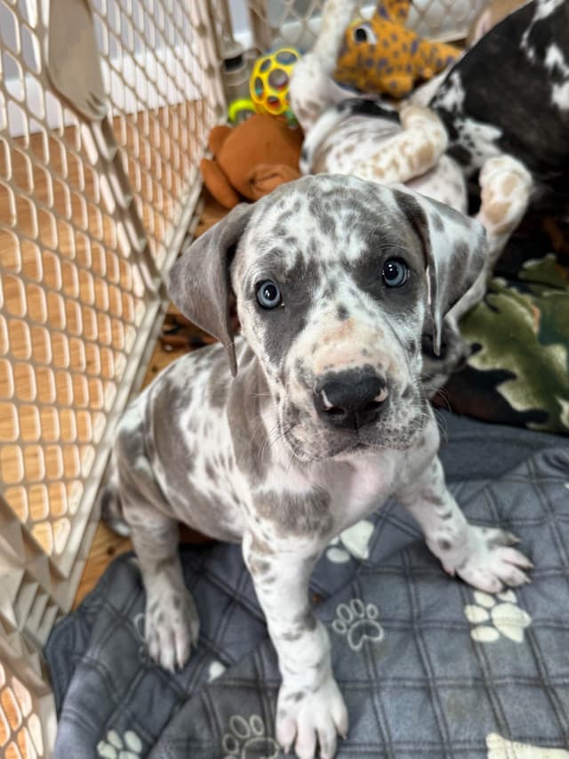 Great Dane Puppies media 10
