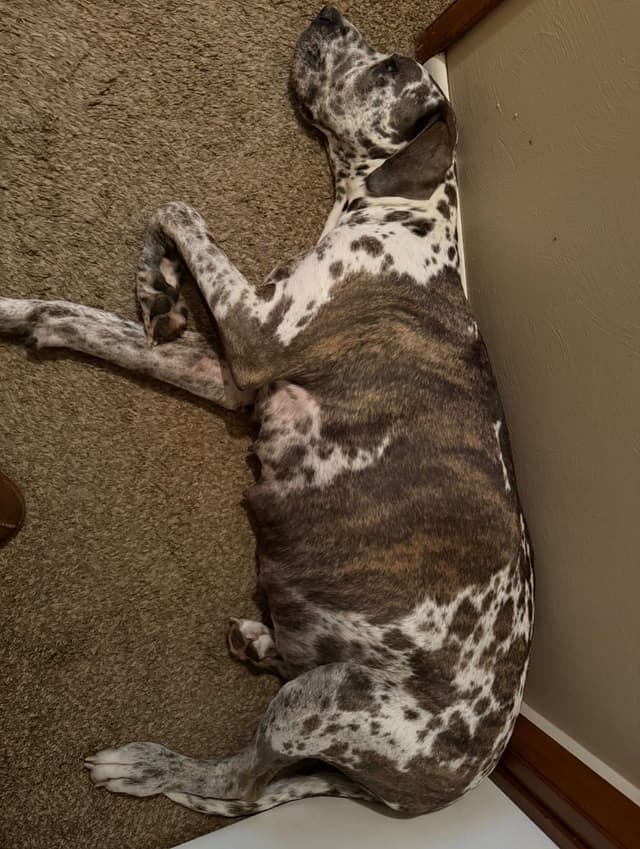 Great Dane Puppies media 8