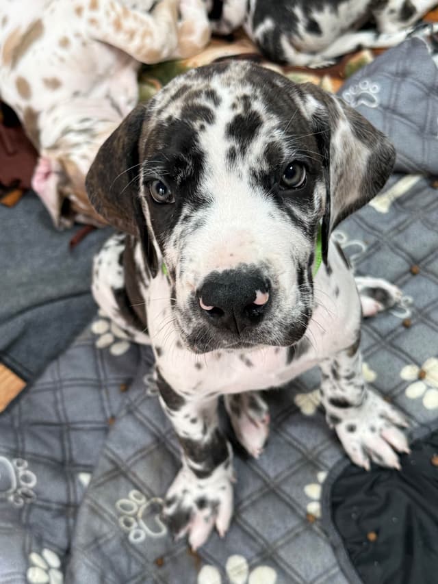 Great Dane Puppies media 13