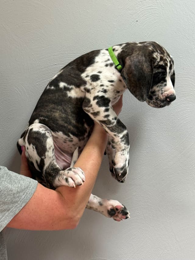 Great Dane Puppies media 12