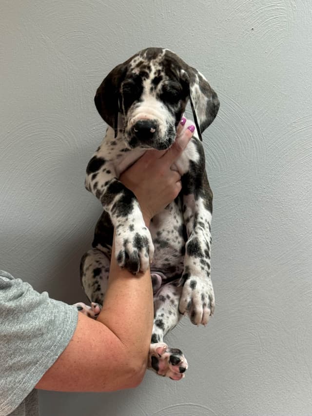Great Dane Puppies media 15