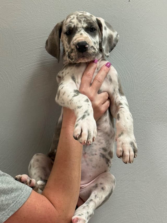Great Dane Puppies media 14