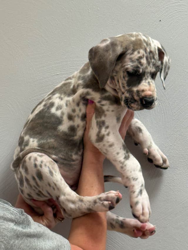 Great Dane Puppies media 17