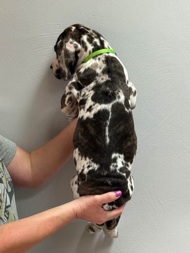 Great Dane Puppies media 21