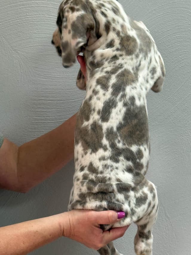 Great Dane Puppies media 18