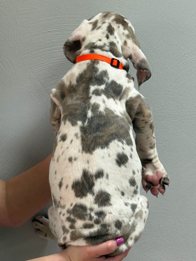 Great Dane Puppies media 20