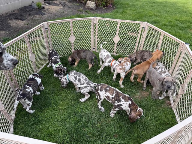 Great Dane Puppies media 16
