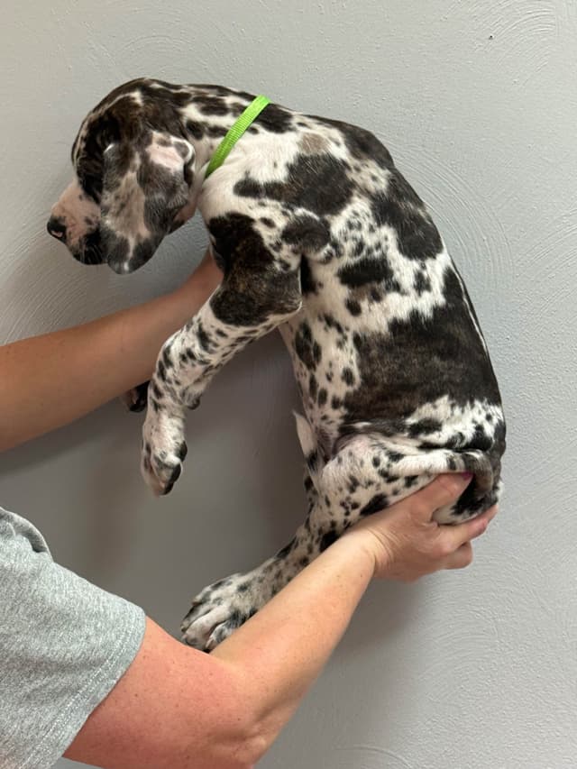 Great Dane Puppies media 19