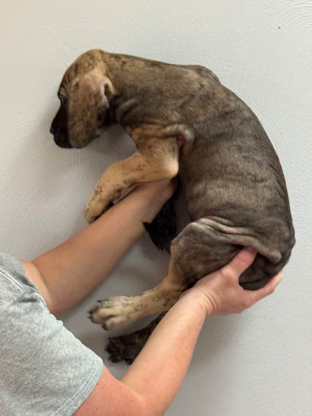 Great Dane Puppies media 26