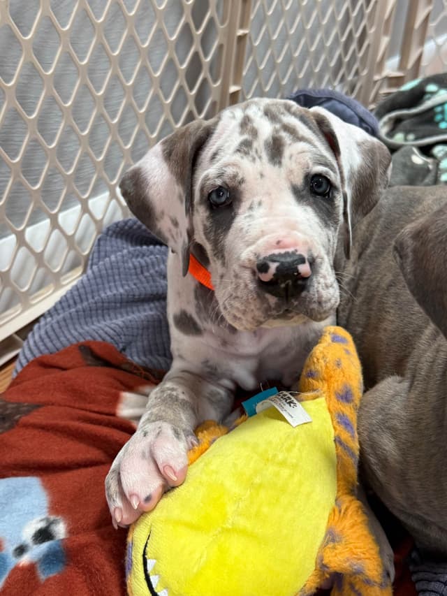 Great Dane Puppies media 23