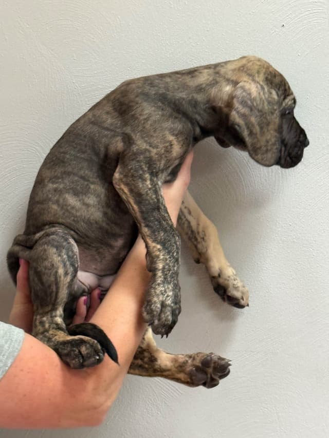 Great Dane Puppies media 24