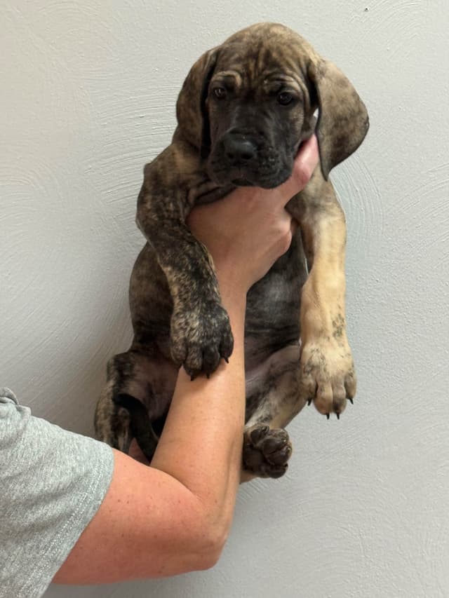 Great Dane Puppies media 25