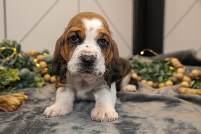 Skippy's Litter of Basset Hound Puppies 740-610-0034 media 3