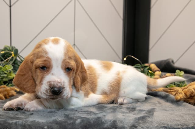 Skippy's Litter of Basset Hound Puppies 740-610-0034 media 2