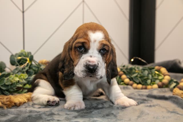 Skippy's Litter of Basset Hound Puppies 740-610-0034 media 4