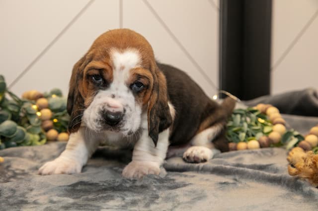 Skippy's Litter of Basset Hound Puppies 740-610-0034 media 5