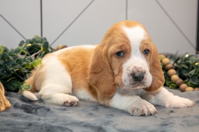 Skippy's Litter of Basset Hound Puppies 740-610-0034 media 6