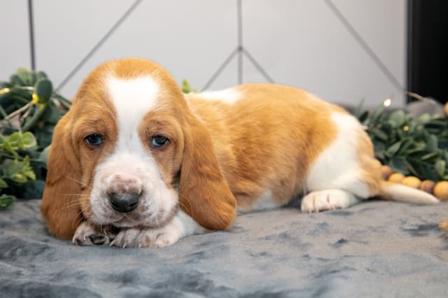 Skippy's Litter of Basset Hound Puppies 740-610-0034 media 7
