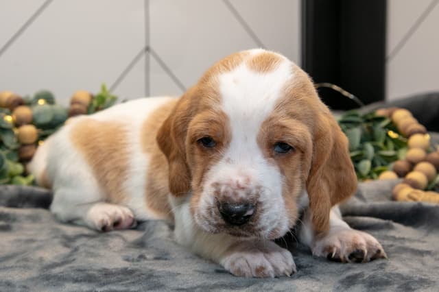 Skippy's Litter of Basset Hound Puppies 740-610-0034 media 8
