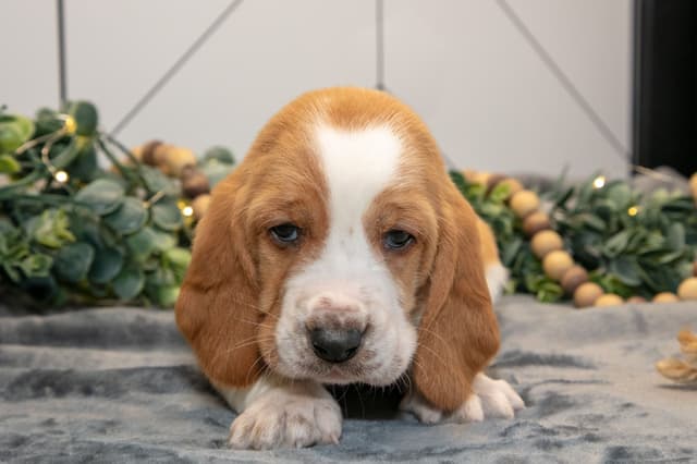 Skippy's Litter of Basset Hound Puppies 740-610-0034 media 9