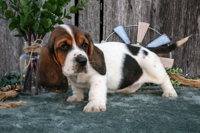 Skippy's Litter of Basset Hound Puppies 740-610-0034 media 10