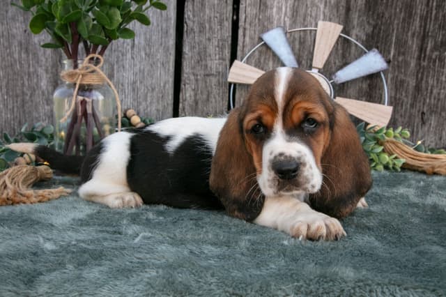 Skippy's Litter of Basset Hound Puppies 740-610-0034 media 11