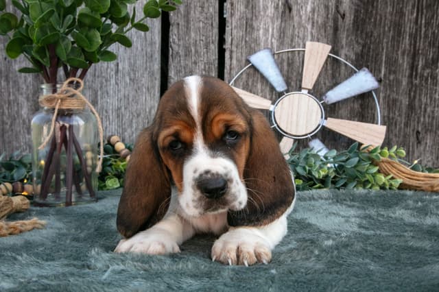 Skippy's Litter of Basset Hound Puppies 740-610-0034 media 12