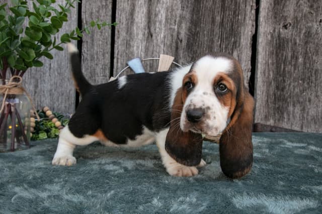 Skippy's Litter of Basset Hound Puppies 740-610-0034 media 13