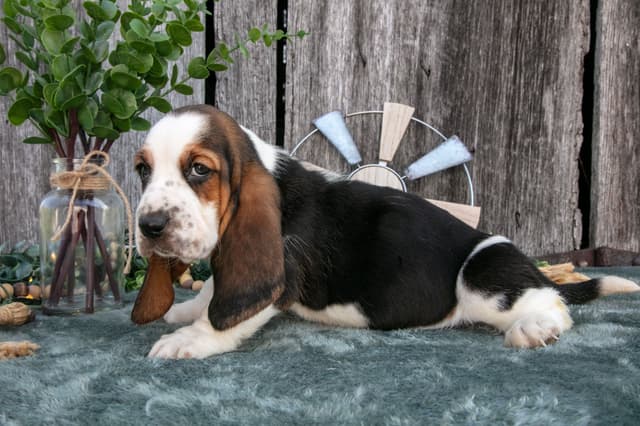 Skippy's Litter of Basset Hound Puppies 740-610-0034 media 15