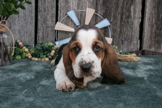 Skippy's Litter of Basset Hound Puppies 740-610-0034 media 14