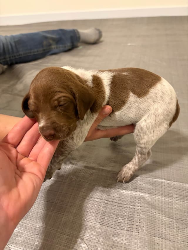 German Shorthaired Pointer Puppies media 2