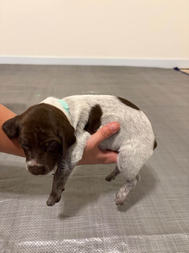 German Shorthaired Pointer Puppies media 3