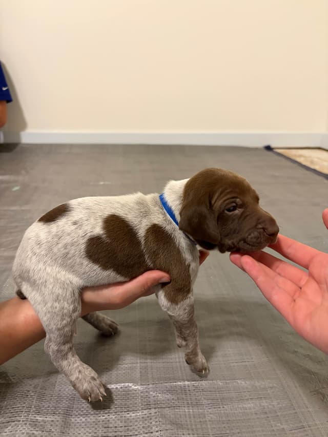 German Shorthaired Pointer Puppies media 4