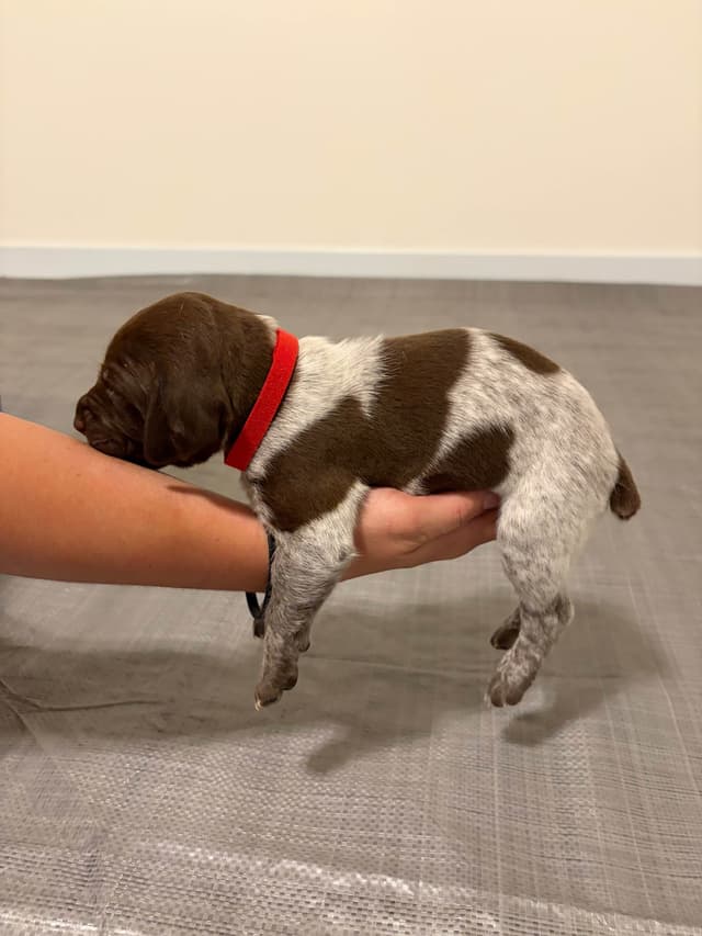 German Shorthaired Pointer Puppies media 5
