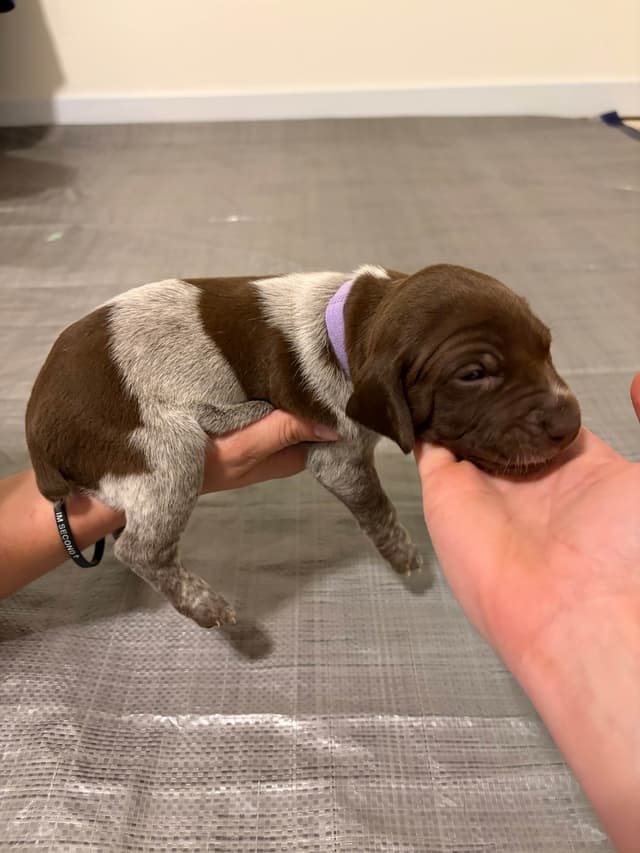 German Shorthaired Pointer Puppies media 7