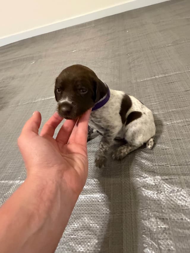 German Shorthaired Pointer Puppies media 6