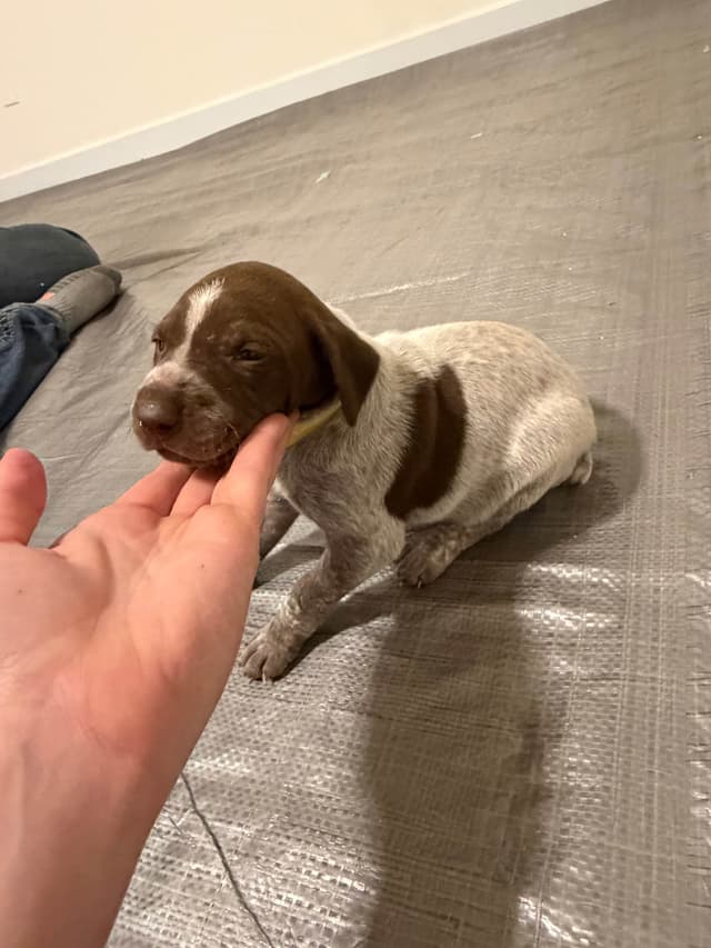 German Shorthaired Pointer Puppies media 8