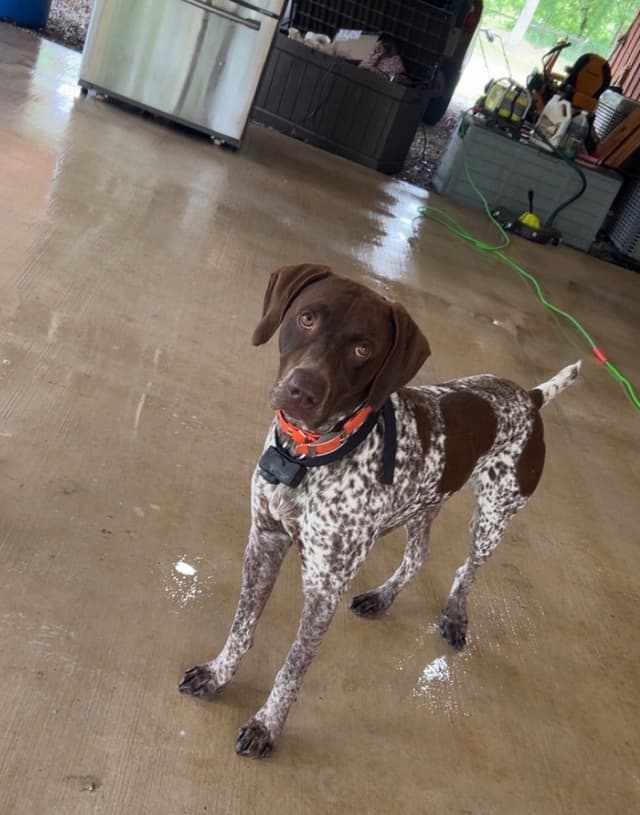 German Shorthaired Pointer Puppies media 9