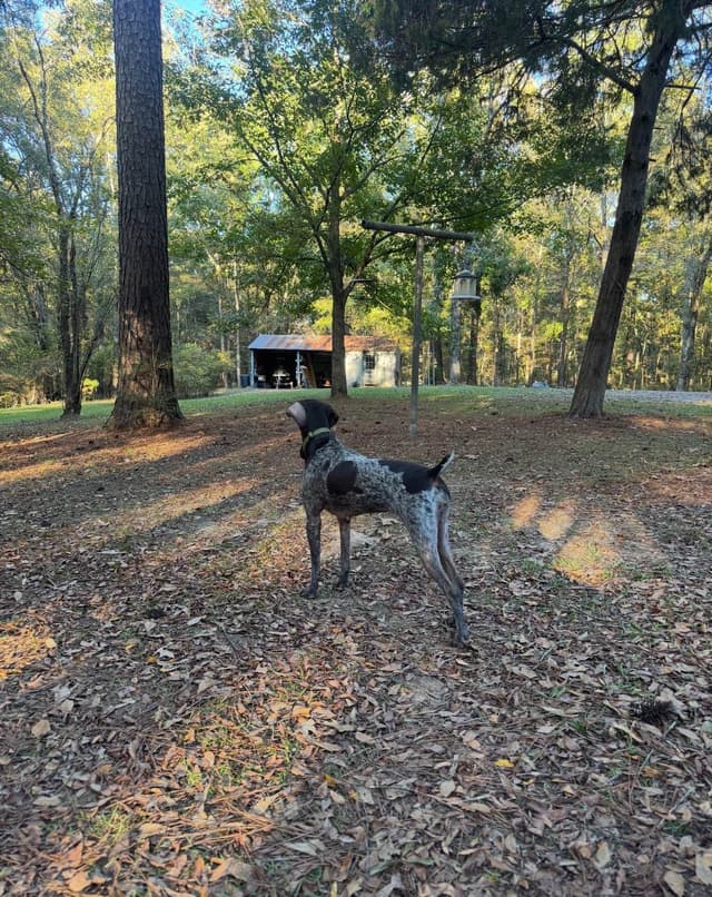 German Shorthaired Pointer Puppies media 10
