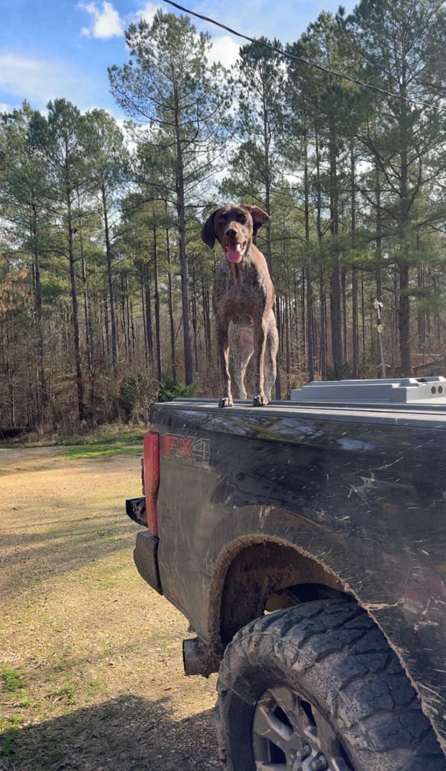 German Shorthaired Pointer Puppies media 11