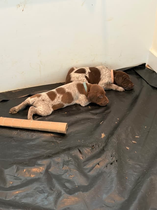 German Shorthaired Pointer Puppies media 12