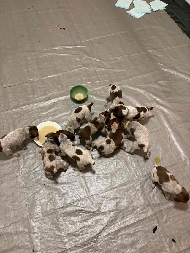 German Shorthaired Pointer Puppies media 13