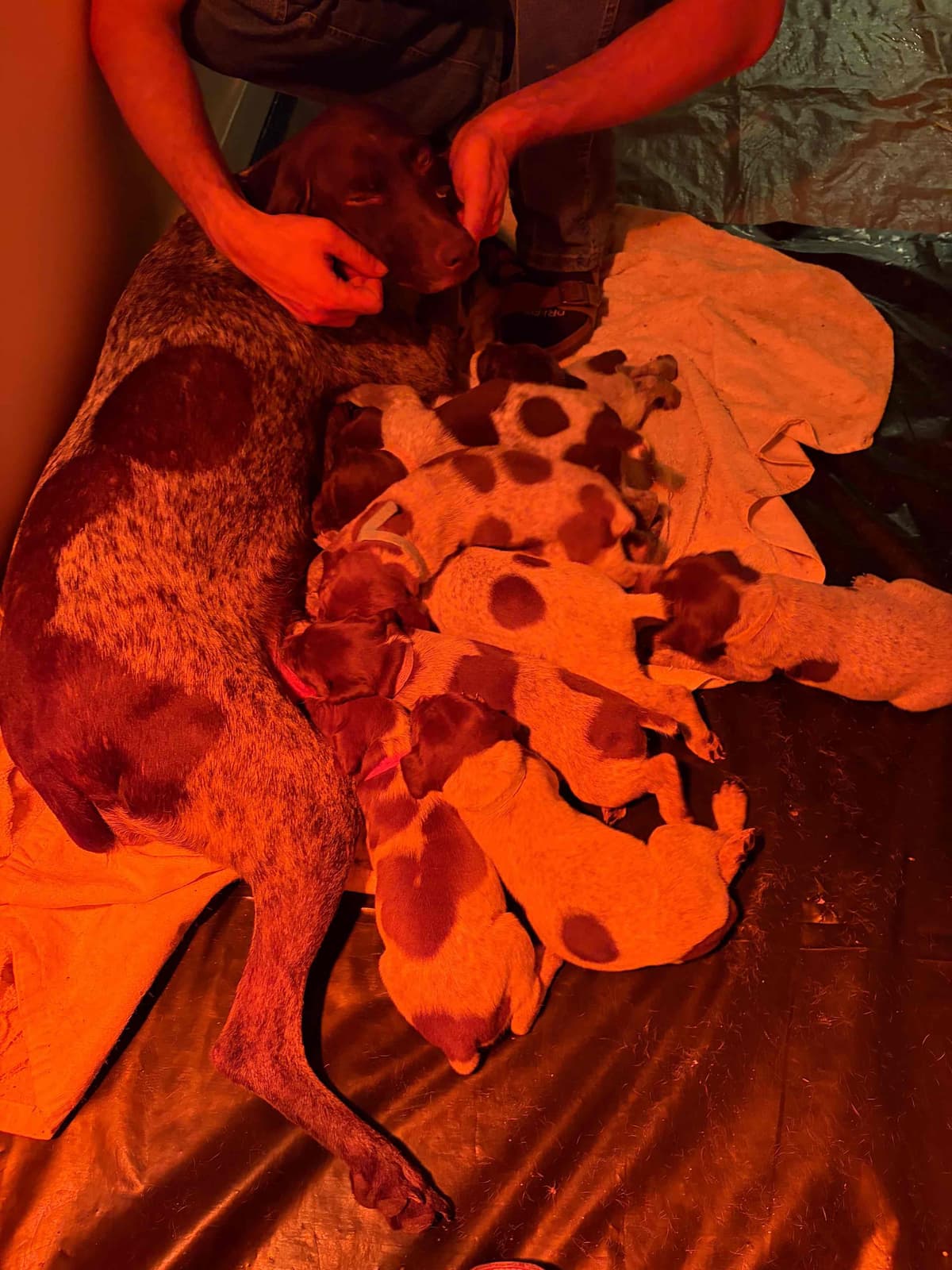 German Shorthaired Pointer Puppies breeder image 2