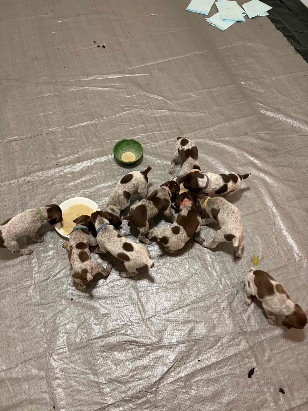 German Shorthaired Pointer Puppies breeder image 3