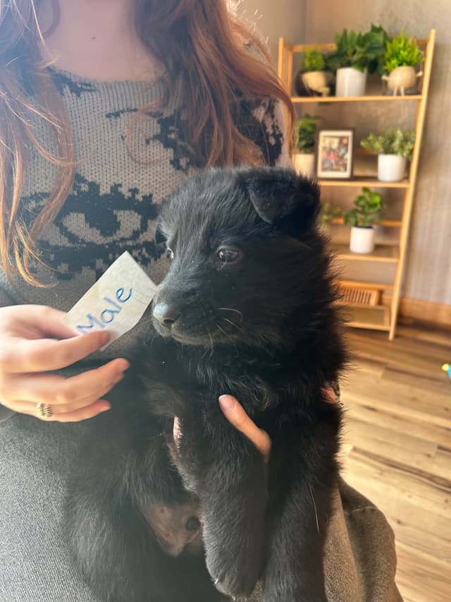 Champion bloodline  German shepherd puppies media 7